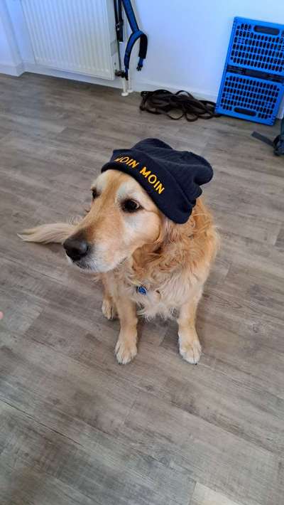 Wo sind die Golden Retriever Liebhaber?-Beitrag-Bild