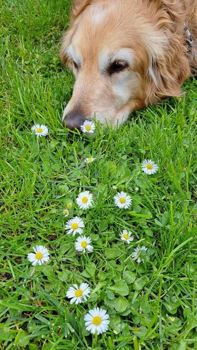 Dogorama Photo Challenge - Frühlingserwachen-Beitrag-Bild