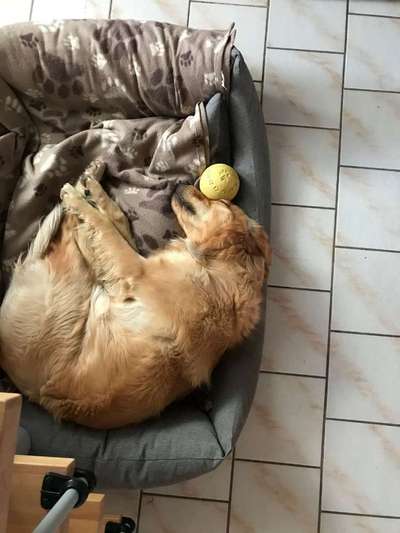 Dogorama Photo Challenge - Rund-Beitrag-Bild