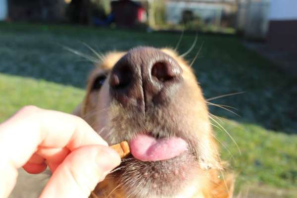 152. Foto Challenge: "Friss mir aus der Hand"-Beitrag-Bild