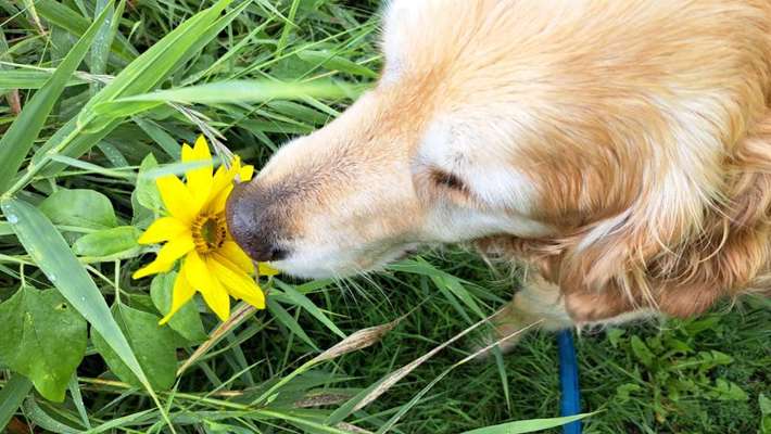 Wo sind die Golden Retriever Liebhaber?-Beitrag-Bild