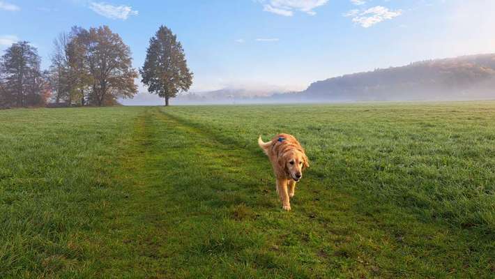 Dogorama Photo Challenge - Nebel-Beitrag-Bild