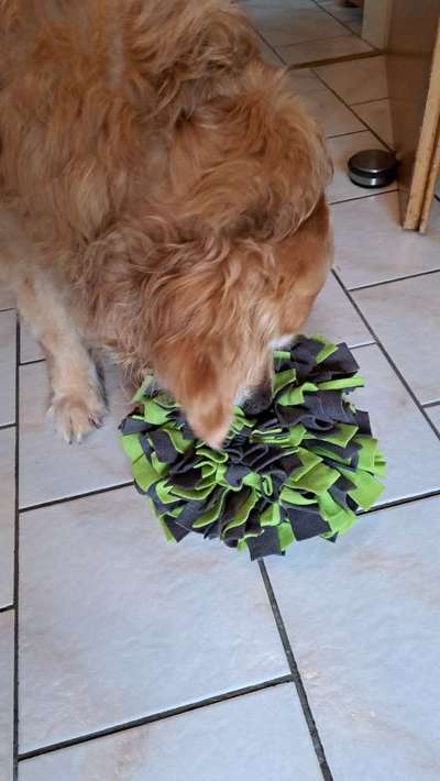 Wo sind die Golden Retriever Liebhaber?-Beitrag-Bild