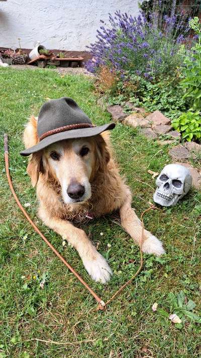 Dogorama Photo Challenge - TV Hund-Beitrag-Bild