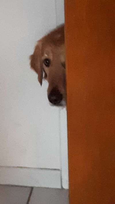 Dogorama Photo Challenge - besondere Eigenschaften-Beitrag-Bild