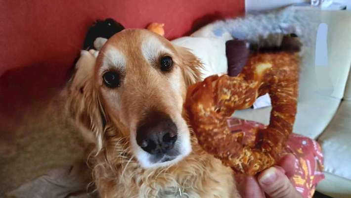 Dogorama Photo Challenge - Herzenshund-Beitrag-Bild