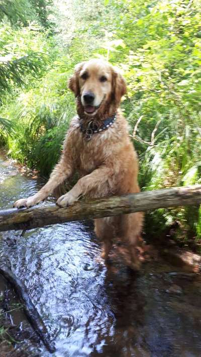 Dogorama Photo Challenge - Hündchen streckt dich-Beitrag-Bild