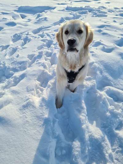 Die Dogorama Kalender Challenge Teil 2/4-Beitrag-Bild