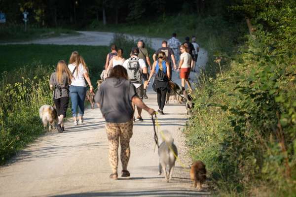 Hundetreffen-Social-Walk/Gassi Treffen-Bild