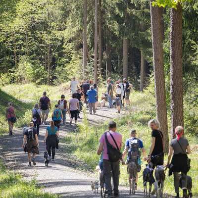 Hundetreffen-Social Walk 30.05.26 Oberwohlsbach-Bild