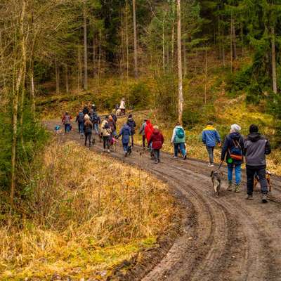 Hundetreffen-Social Walk 08.03.2026-Bild