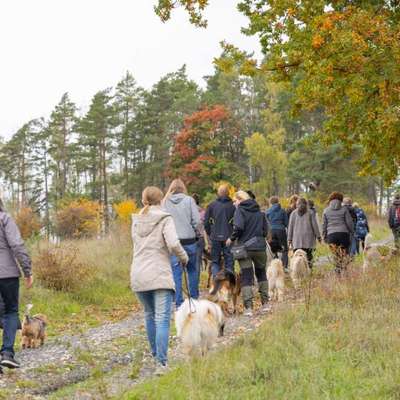 Hundetreffen-Social-Walk 04.10.2026-Bild