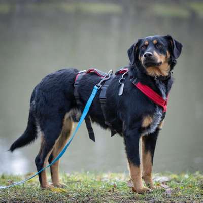 Tierschutzhunde suchen ein Zuhause-Beitrag-Bild