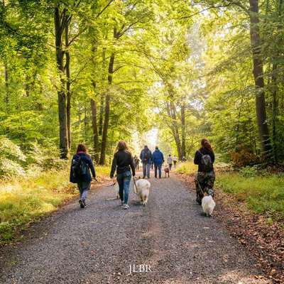 Hundetreffen-Social-Walk 08.08.26 Callenberger Forst-Bild