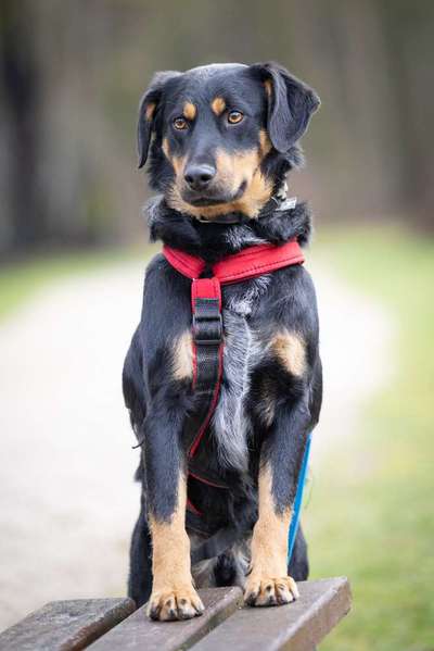 Tierschutzhunde suchen ein Zuhause-Beitrag-Bild