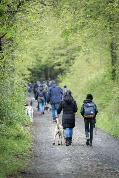 Hundetreffen-Social-Walk 31.05.-Bild