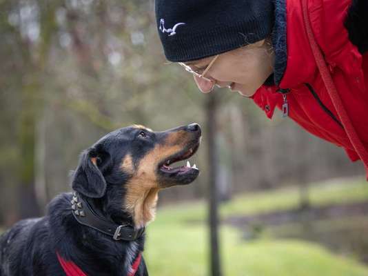 Tierschutzhunde suchen ein Zuhause-Beitrag-Bild