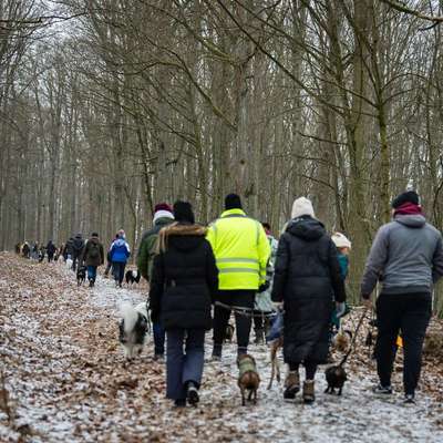 Hundetreffen-Social-Walk 08.02.26-Bild