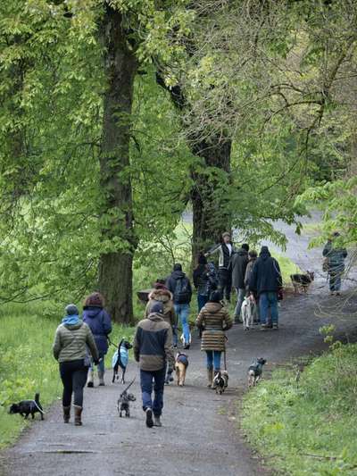 Hundetreffen-Social Walk 11.05.25 Muttertag-Bild