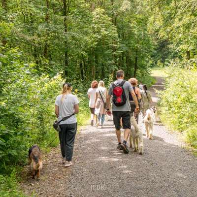Hundetreffen-Social Walk 28.06.26-Bild