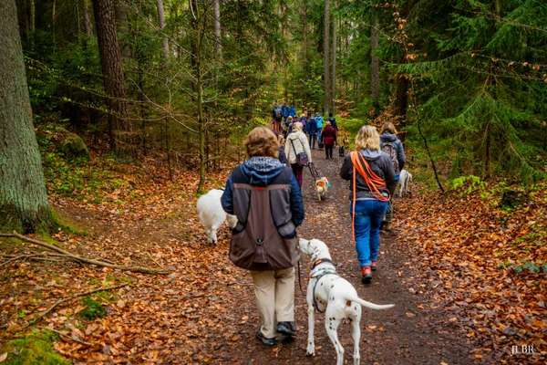 Hundetreffen-Social-Walk / Gassi-Treffen-Bild