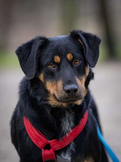Tierschutzhunde suchen ein Zuhause-Beitrag-Bild