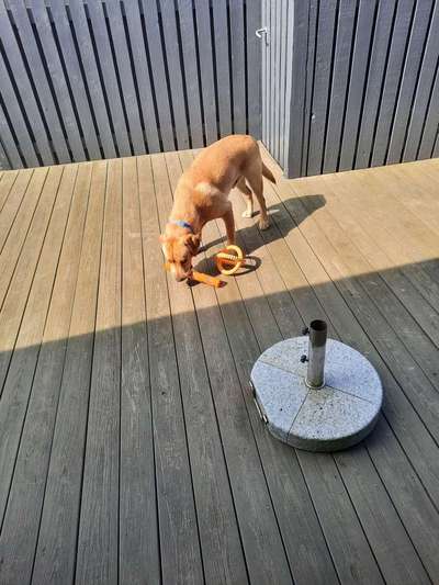 Hundetreffen-Labrador 16 Monate sucht Spielpartner-Bild