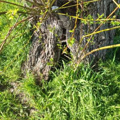 Giftköder-Evtl. Giftköder-Bild