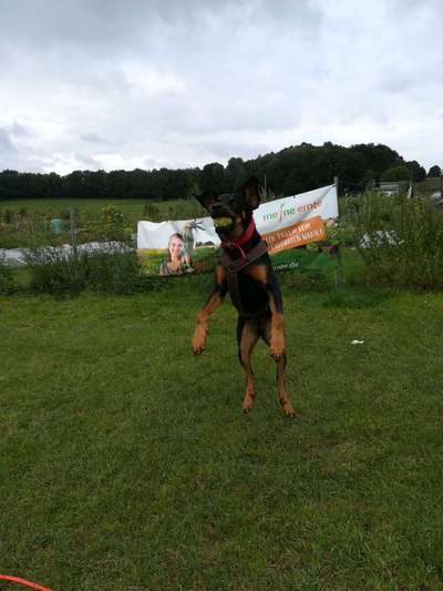 Die Dogorama Wochen Challenge-Beitrag-Bild