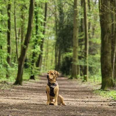 Hundetreffen-Sportliches Gassi gehen mit kleinen Spielrunden-Profilbild