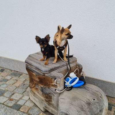 Hundetreffen-Meine kleinen suchen Spielgefährten. Ob groß oder klein egal...-Bild