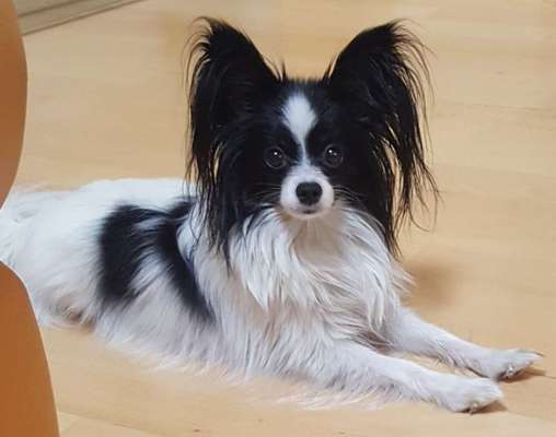 Seltene Rassen!-Beitrag-Bild