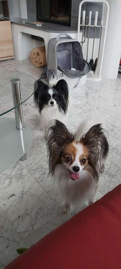 Wo sind die Papillon Besitzer?-Beitrag-Bild