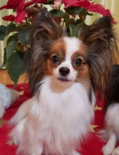 Seltene Rassen!-Beitrag-Bild