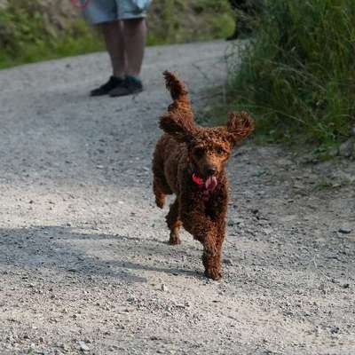 Hundetreffen-Hundefreunde gesucht-Bild