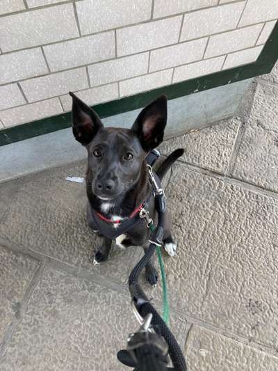 Windhunde - Treffen der besonderen Schönheiten
HERZLICH WILLKOMMEN-Beitrag-Bild