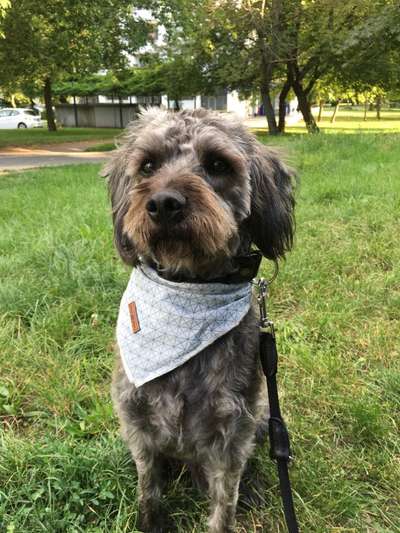 Mischlingshunde Foto Aufruf-Beitrag-Bild