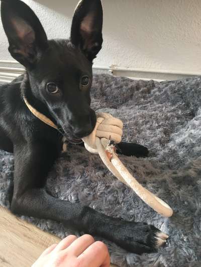 Windhunde - Treffen der besonderen Schönheiten
HERZLICH WILLKOMMEN-Beitrag-Bild