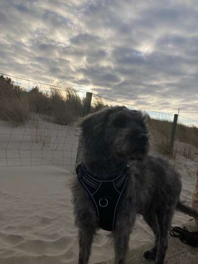 Zeigt her eure Pudel und Pudelmischlinge (:-Beitrag-Bild