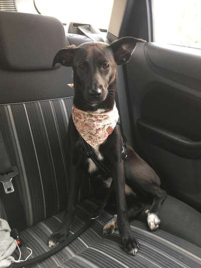 Windhunde - Treffen der besonderen Schönheiten
HERZLICH WILLKOMMEN-Beitrag-Bild