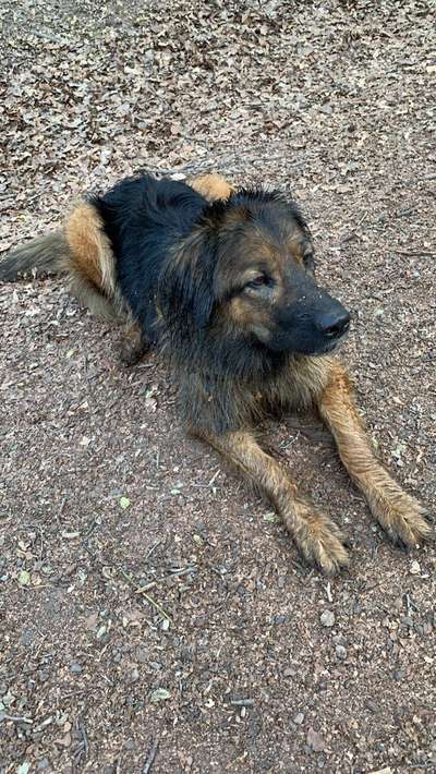 Hovawart-Beitrag-Bild