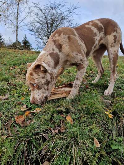 Hundetreffen-Spielstunde-Bild