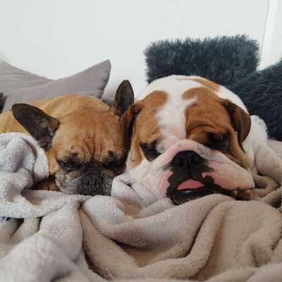 Hundetreffen-Plattnasen gesucht. Wo sind Engländer und Franzosen?-Bild