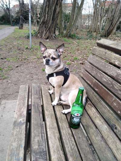 Hundetreffen-Wir suchen Hunde Freunde für gemeinsame Aktivitäten-Bild