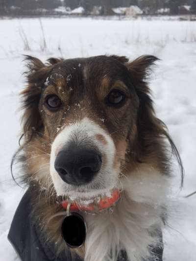 Kooikerhondje-Beitrag-Bild