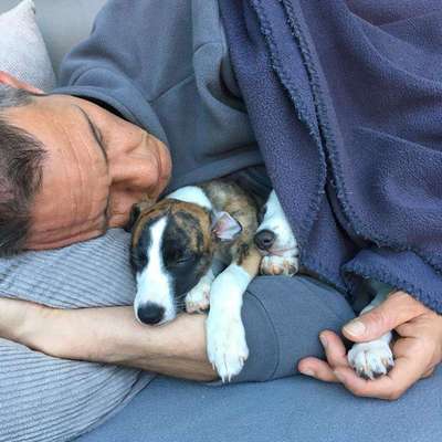 Hundetreffen-Whippet treffen