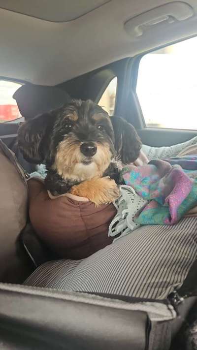 Hecheln bei der Autofahrt - längere Fahrten-Beitrag-Bild