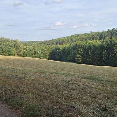 Hundetreffen-Gassirunde in Wienerwaldgemeinde, Mödling, NÖ-Bild