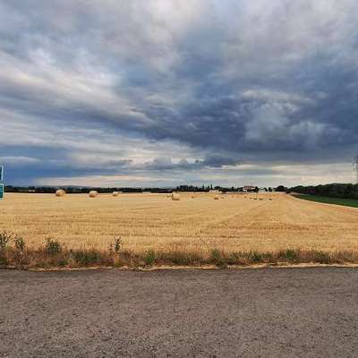 Hundetreffen-Gassirunde in Inzersdorf-Bild