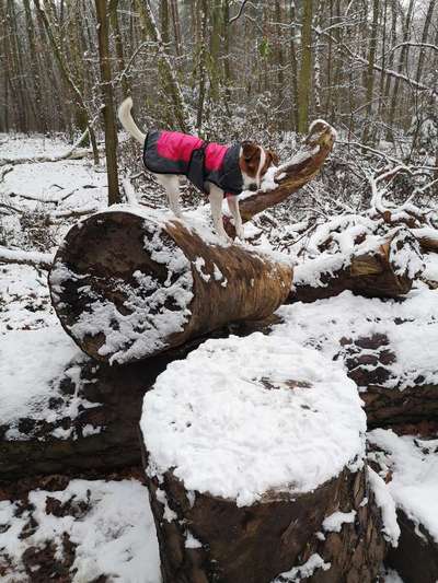 Dansky (Dansk-Svensk Gårdshund)-Beitrag-Bild